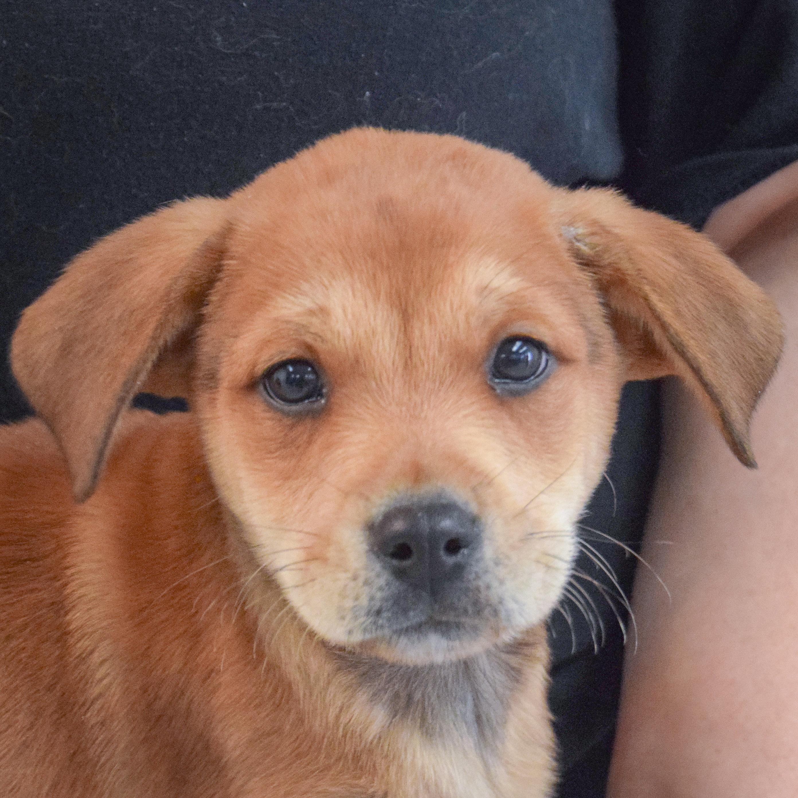 Lavender thumbnail 6