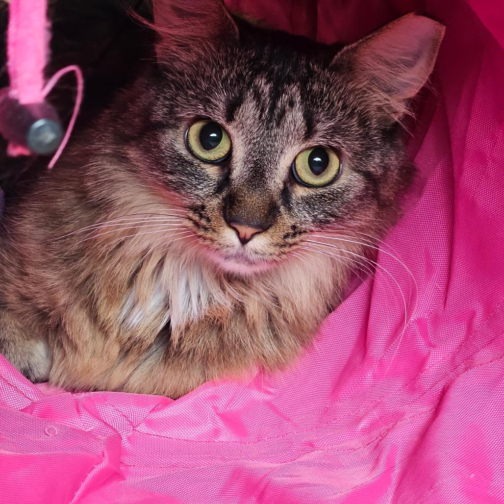 Guinness, Adoptable, Adult Female Domestic Long Hair.