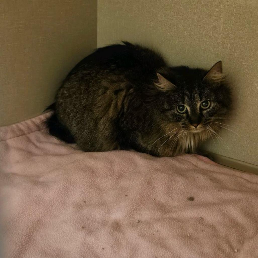 Guinness, Adoptable, Adult Female Domestic Long Hair.