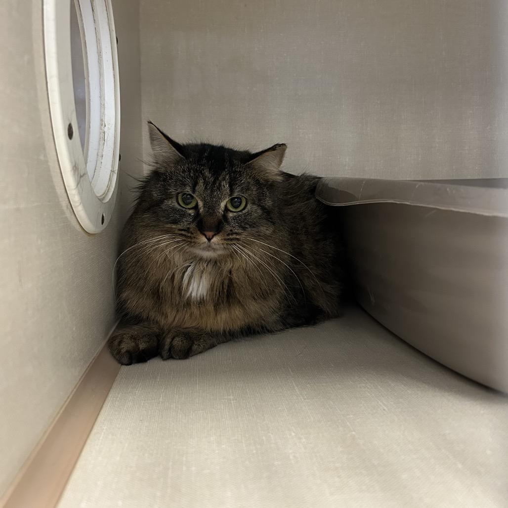 Enlarge Guinness, a Adoptable Domestic Long Hair in Conway, NH image 2/4