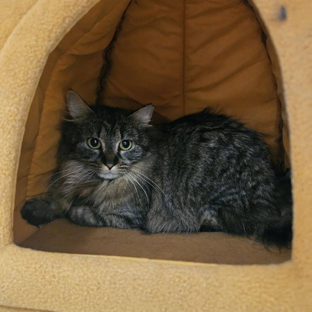 Enlarge Guinness, a Adoptable Domestic Long Hair in Conway, NH image 3/4