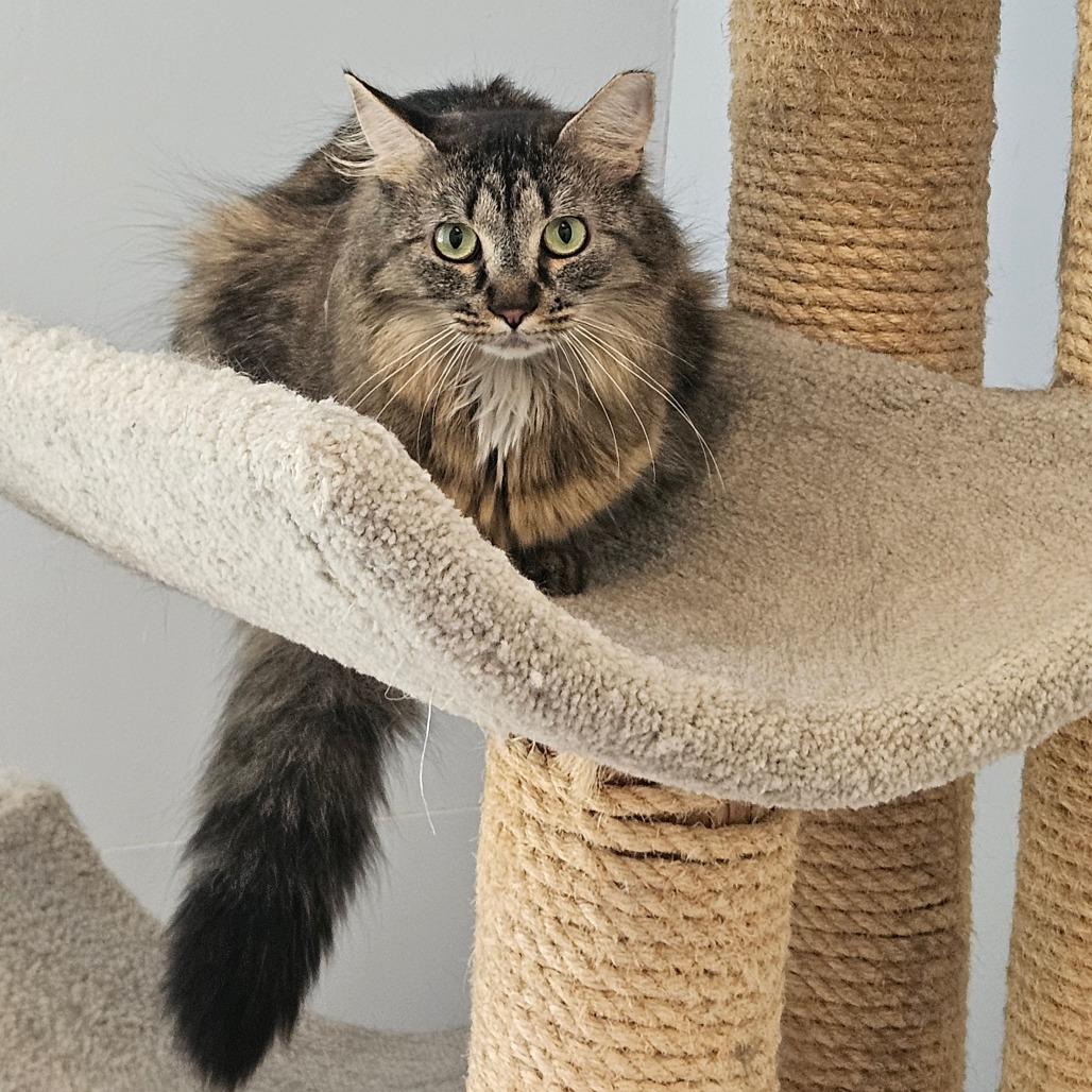 Guinness, a Adoptable Domestic Long Hair in Conway, NH image 3/4