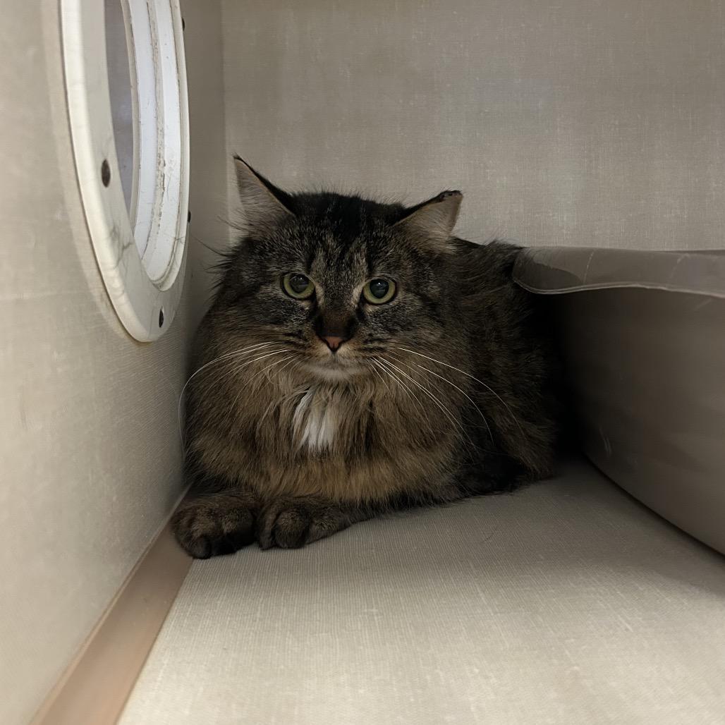 Enlarge Guinness, a Adoptable Domestic Long Hair in Conway, NH image 4/4