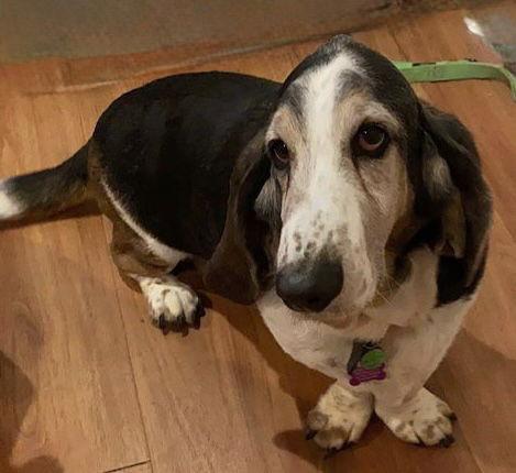 Dusty (Petaluma), Adopted, Senior Male Basset Hound.