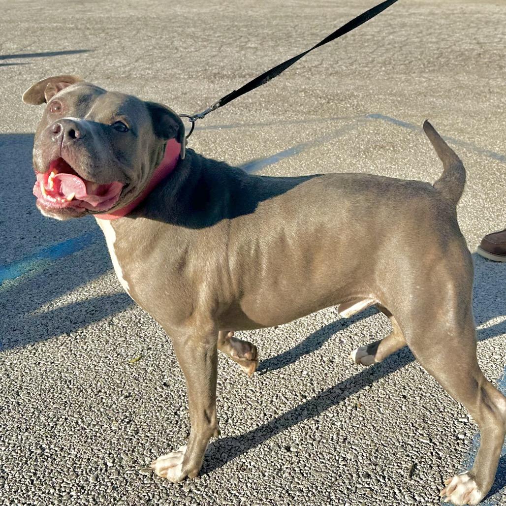 Enlarge Major, a Adoptable Pit Bull Terrier in Warrensburg, MO image 1/1