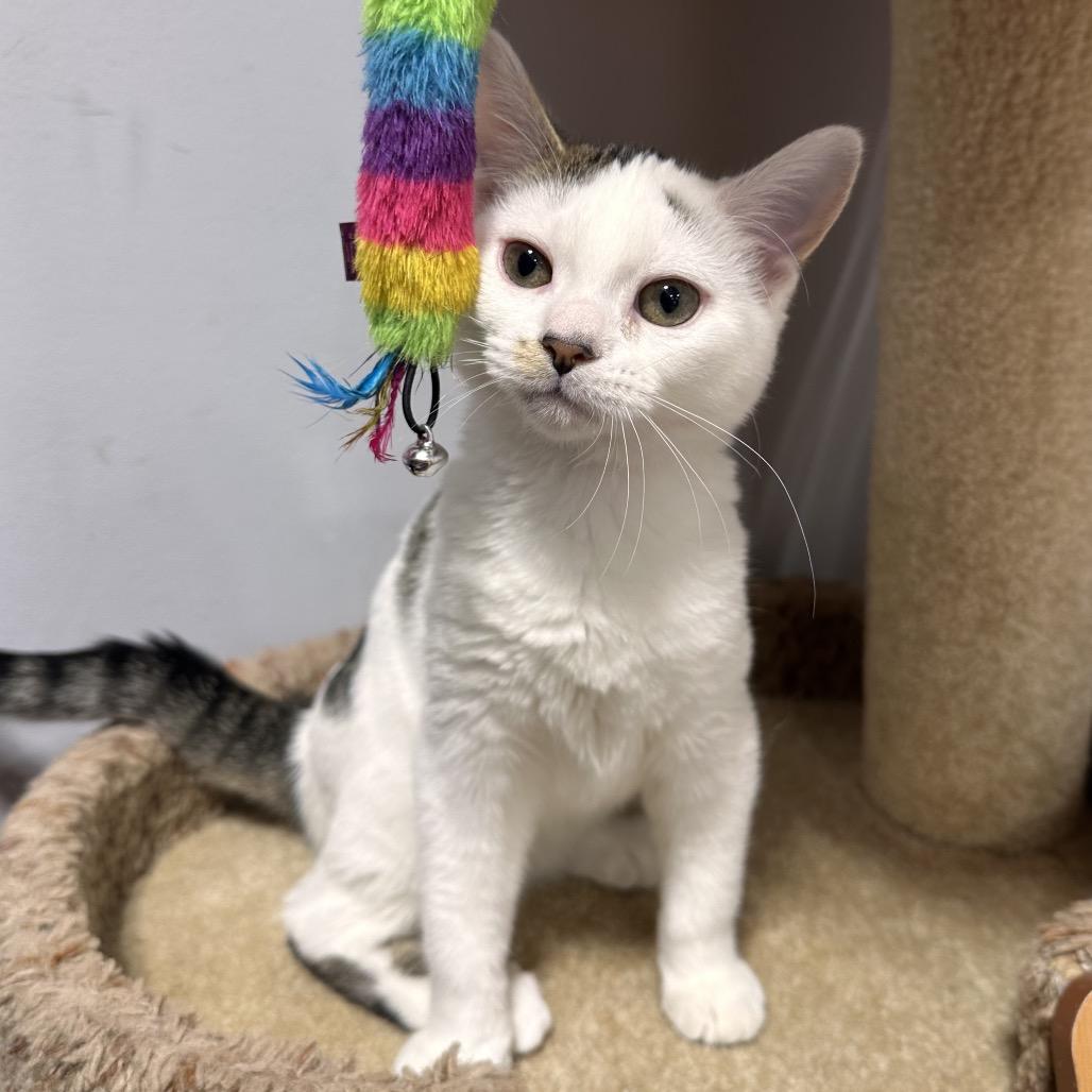 Casper, Adoptable, Kitten Male Domestic Short Hair.