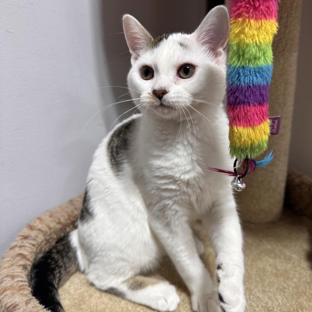 Enlarge Casper, a Adoptable Domestic Short Hair in Puslinch, ON image 2/6