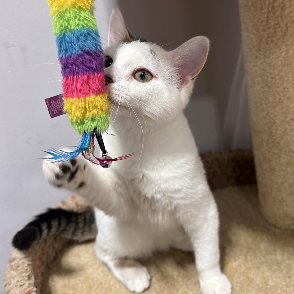 Enlarge Casper, a Adoptable Domestic Short Hair in Puslinch, ON image 3/6