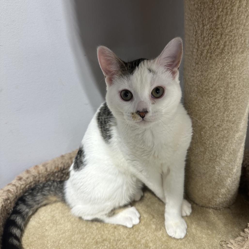Enlarge Casper, a Adoptable Domestic Short Hair in Puslinch, ON image 4/6