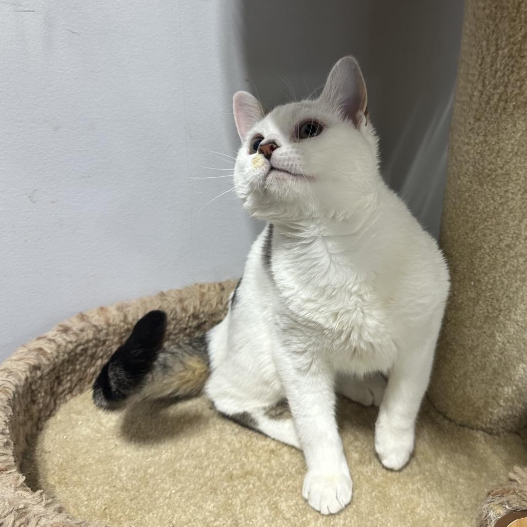 Enlarge Casper, a Adoptable Domestic Short Hair in Puslinch, ON image 5/6