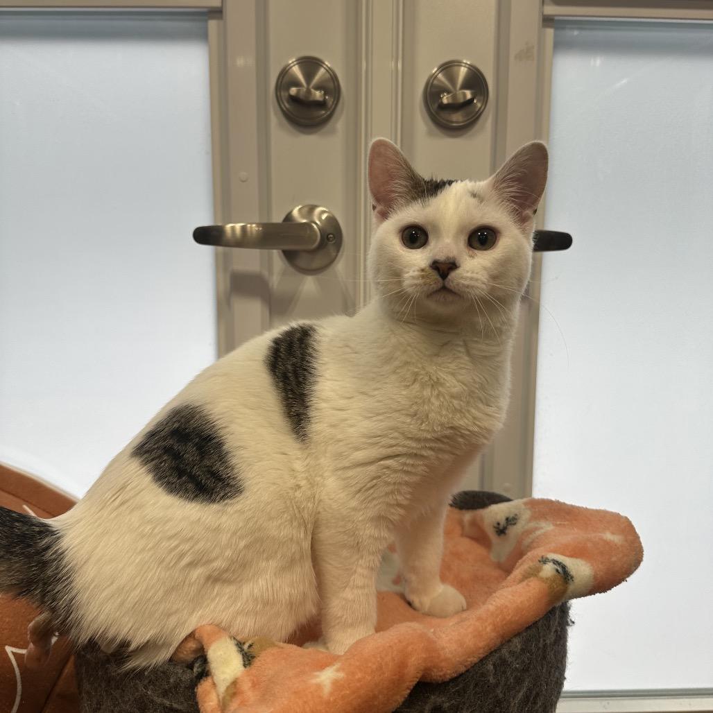 Enlarge Casper, a Adoptable Domestic Short Hair in Puslinch, ON image 6/6