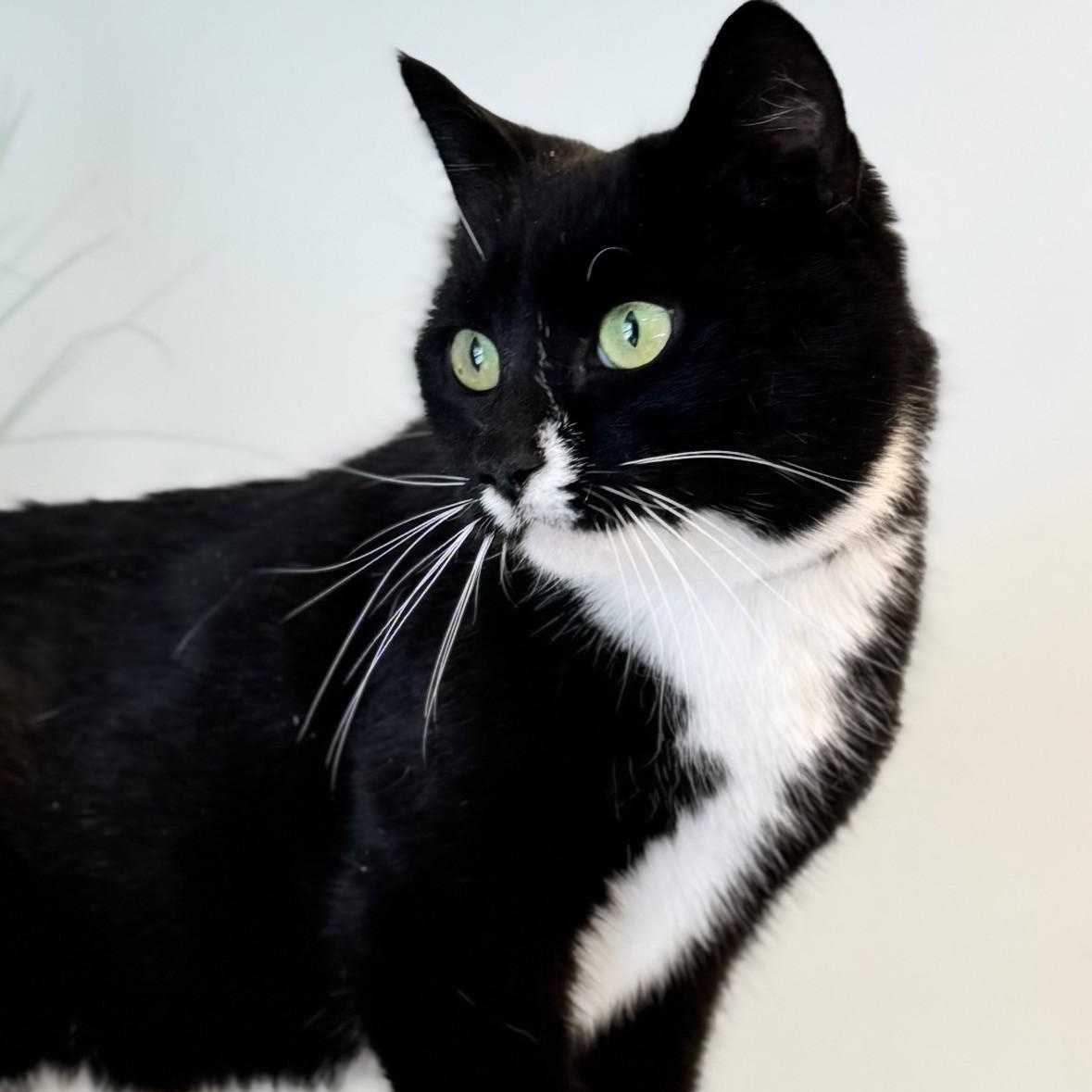 Lydia, ADOPTABLE, Adult Female Domestic Short Hair.