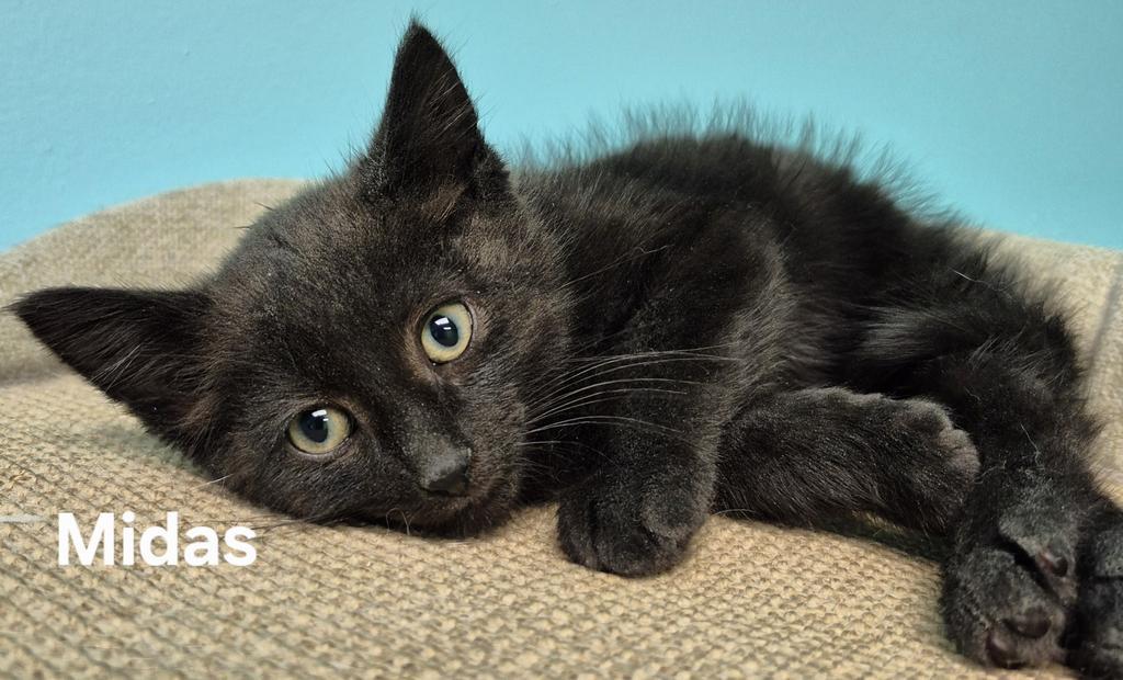 Enlarge Midas, a Adopted mixed breed in Kendallville, IN image 1/1