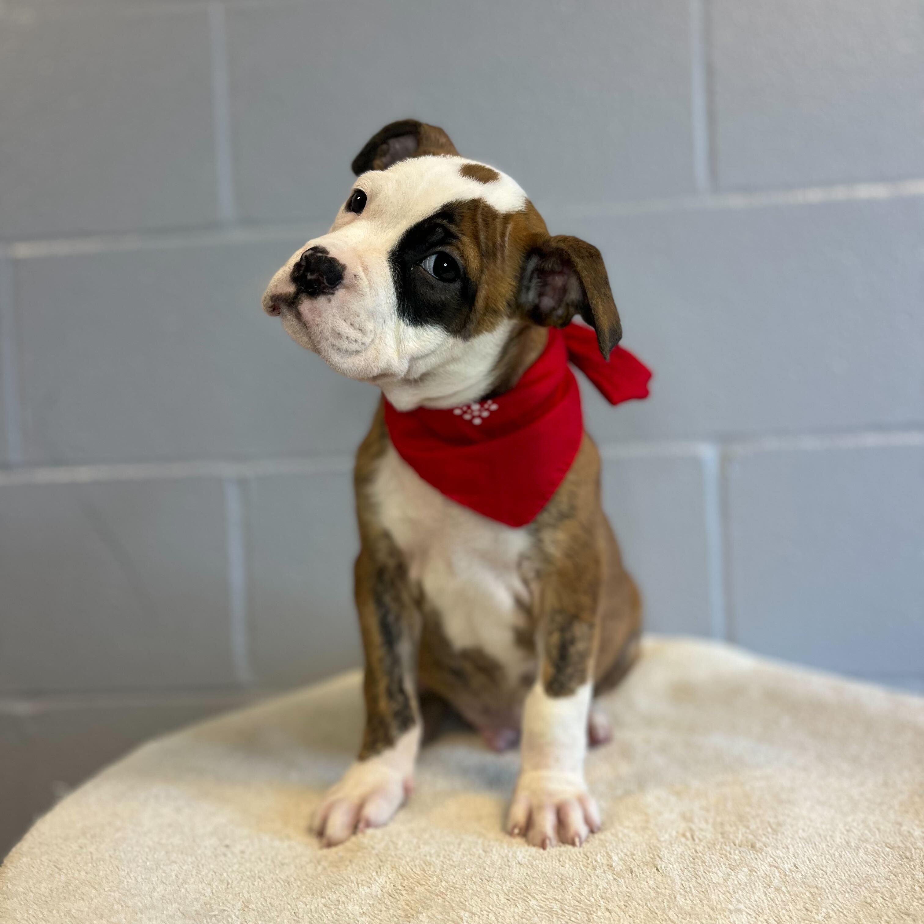 Horse, Baby Male Mixed Breed
