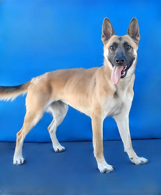 Enlarge JILLY, a Adoptable German Shepherd Dog in Baldwin Park, CA image 1/1