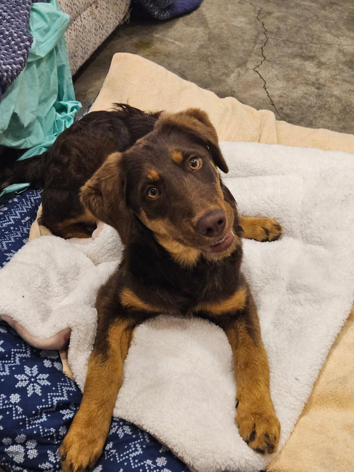 Enlarge DEXTER, a Adoptable mixed breed in Agoura Hills, CA image 1/3