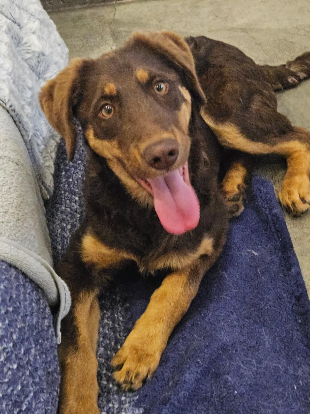 Enlarge DEXTER, a Adoptable mixed breed in Agoura Hills, CA image 2/3