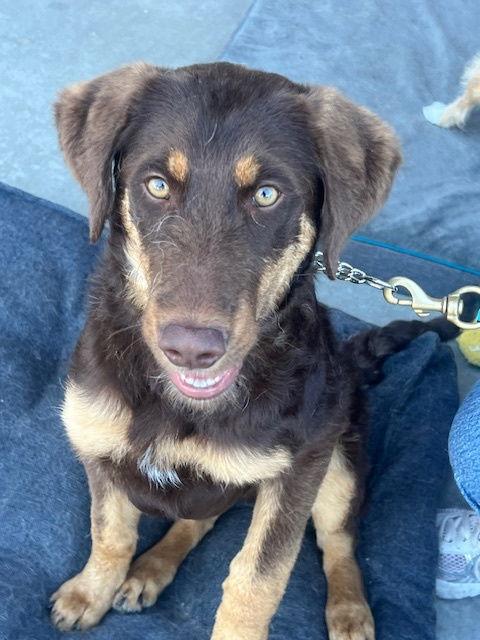 Enlarge DEXTER, a Adoptable mixed breed in Agoura Hills, CA image 3/3