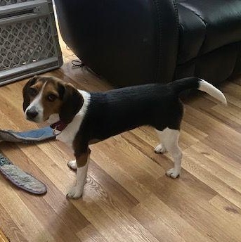 Enlarge Bella, an adopted Beagle in Carneys Point, NJ image 2/2