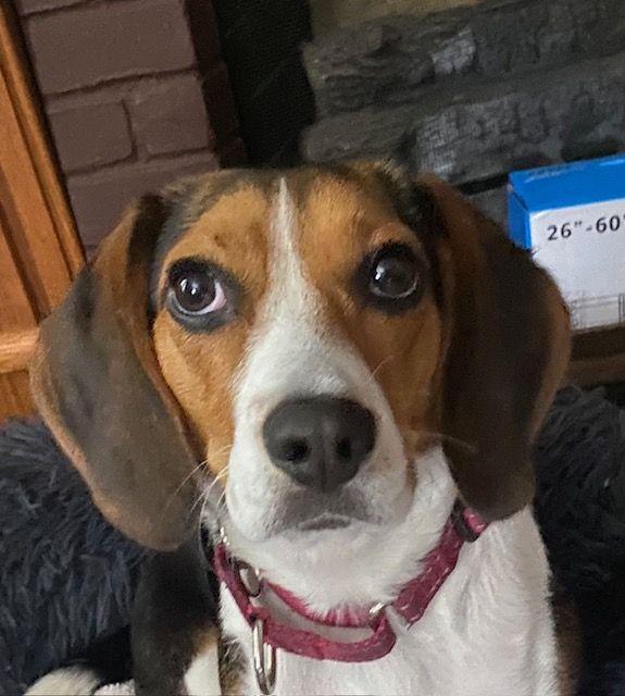 Enlarge Bella, an adopted Beagle in Carneys Point, NJ image 1/2