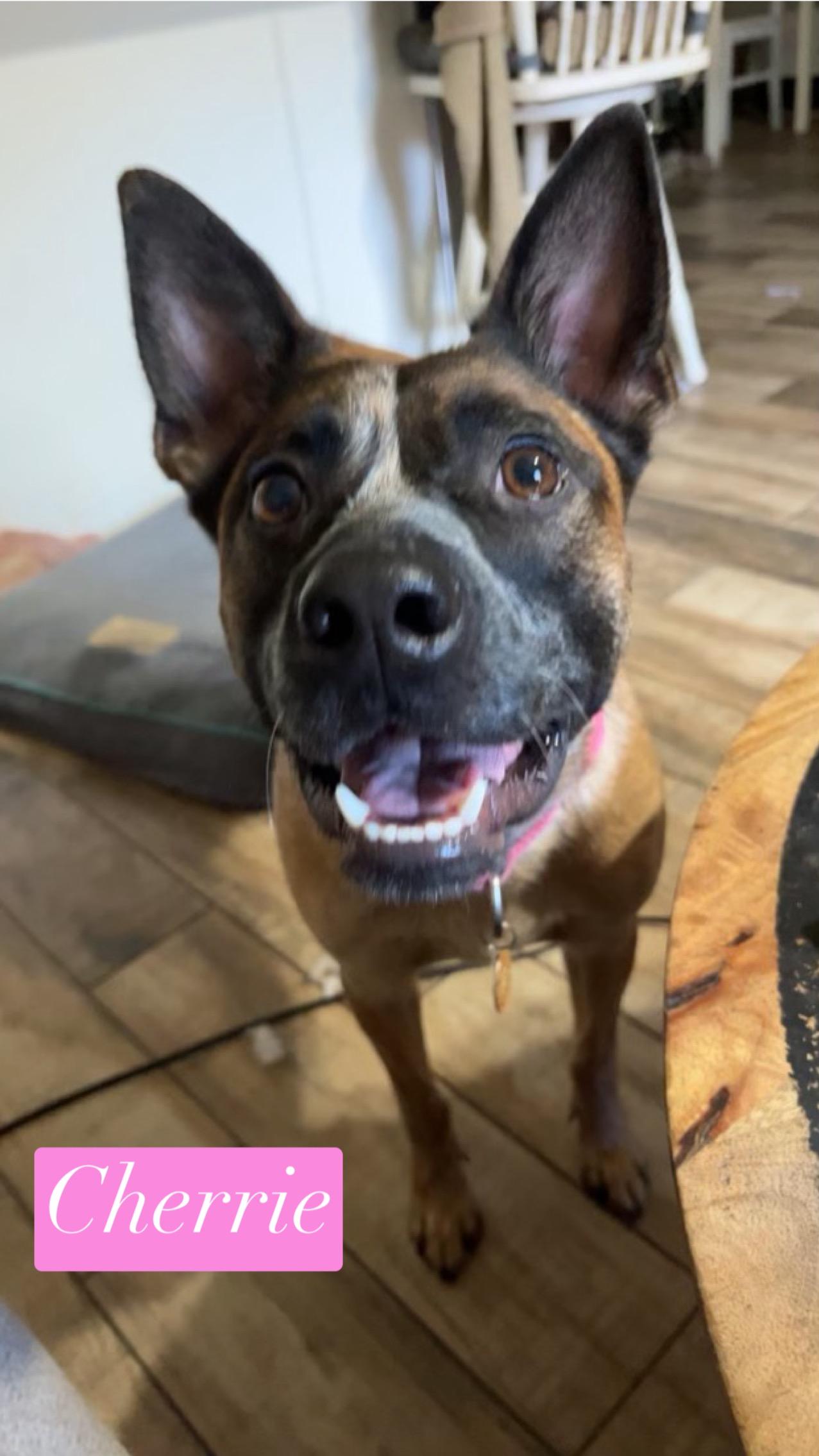 Cherrie, Adoptable, Adult Male Australian Cattle Dog / Blue Heeler.