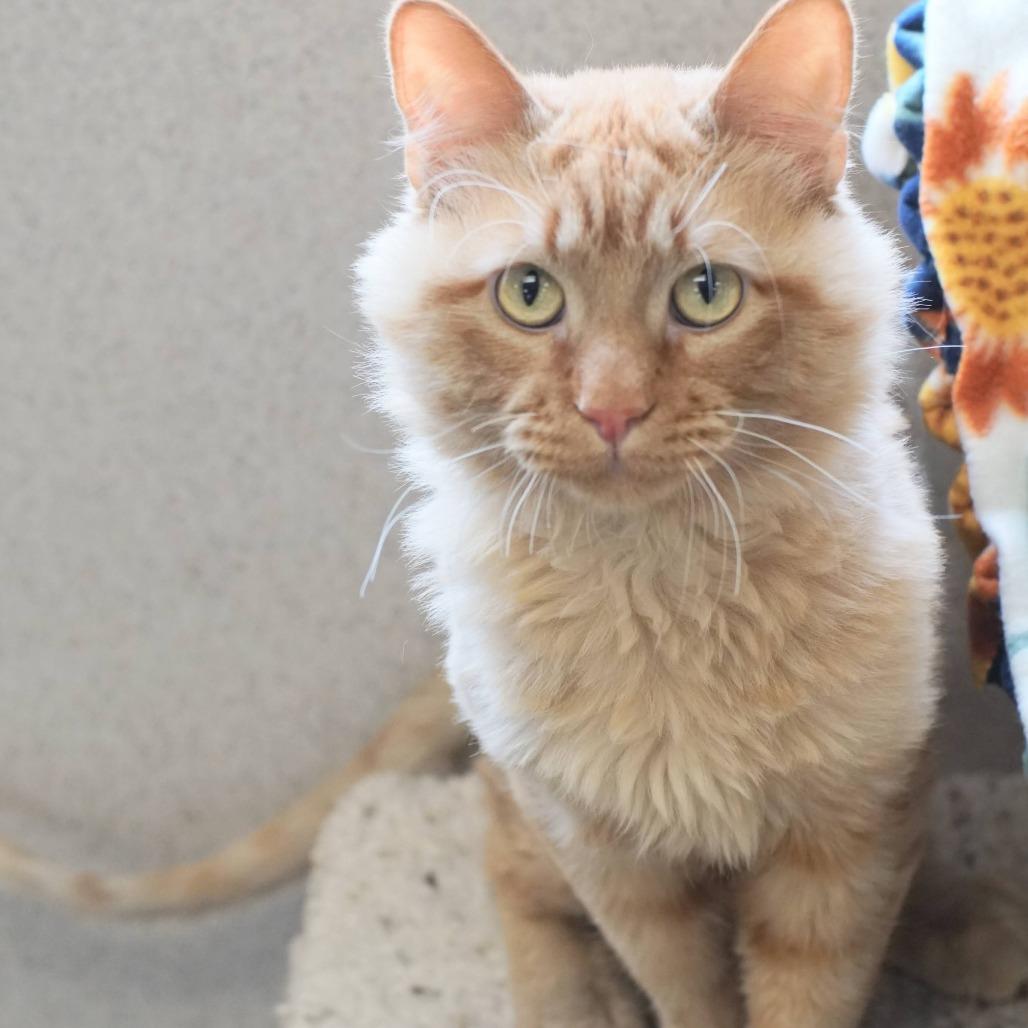 Enlarge Lio, a Adoptable Domestic Long Hair in Naperville, IL image 1/5