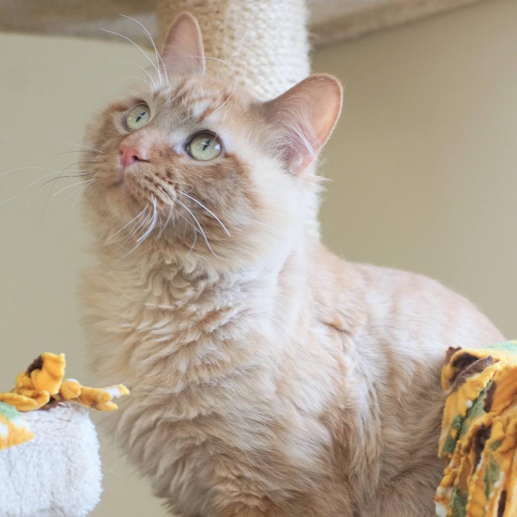 Enlarge Lio, a Adoptable Domestic Long Hair in Naperville, IL image 2/5