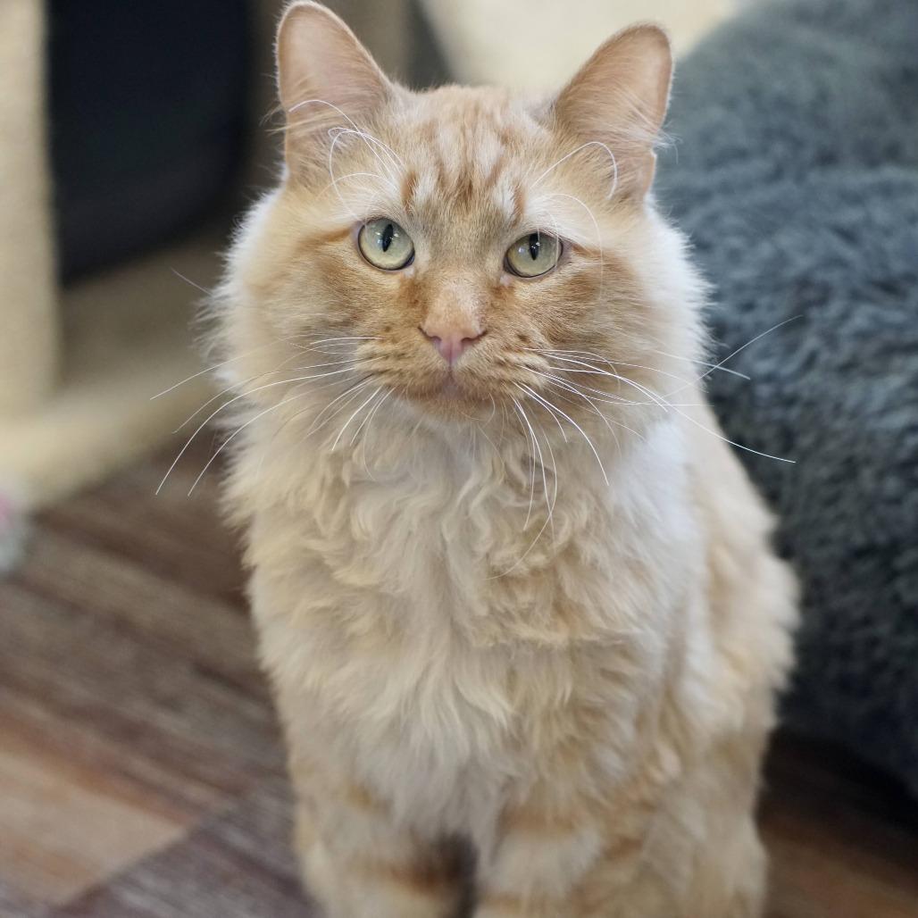 Enlarge Lio, a Adoptable Domestic Long Hair in Naperville, IL image 3/5