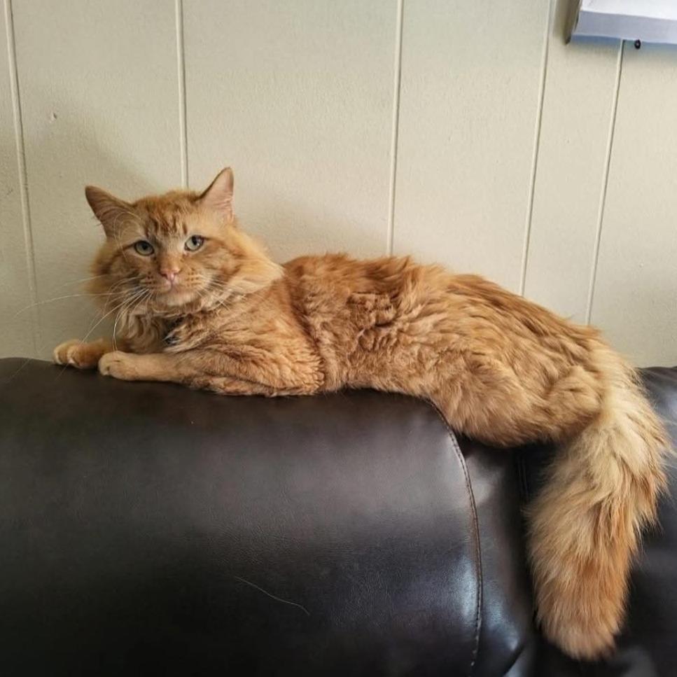Enlarge Lio, a Adoptable Domestic Long Hair in Naperville, IL image 4/5