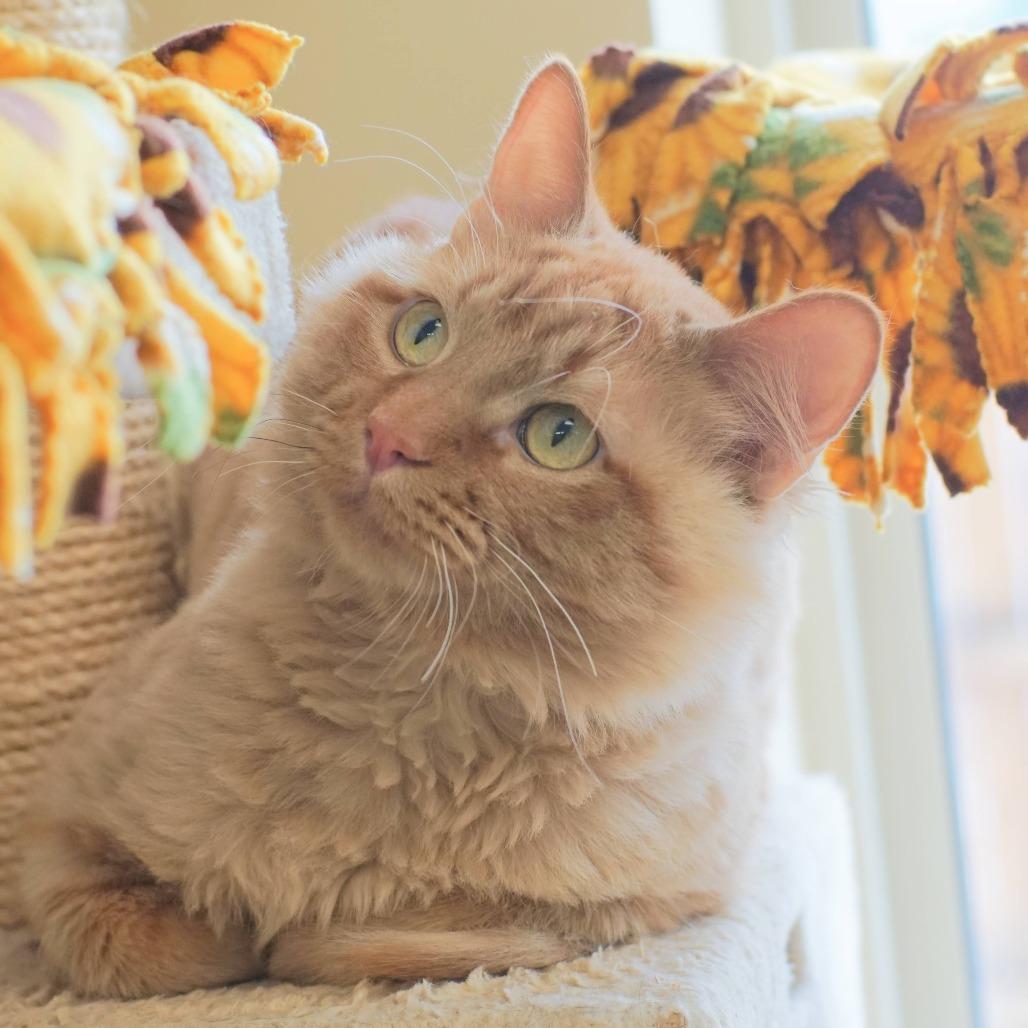 Enlarge Lio, a Adoptable Domestic Long Hair in Naperville, IL image 5/5