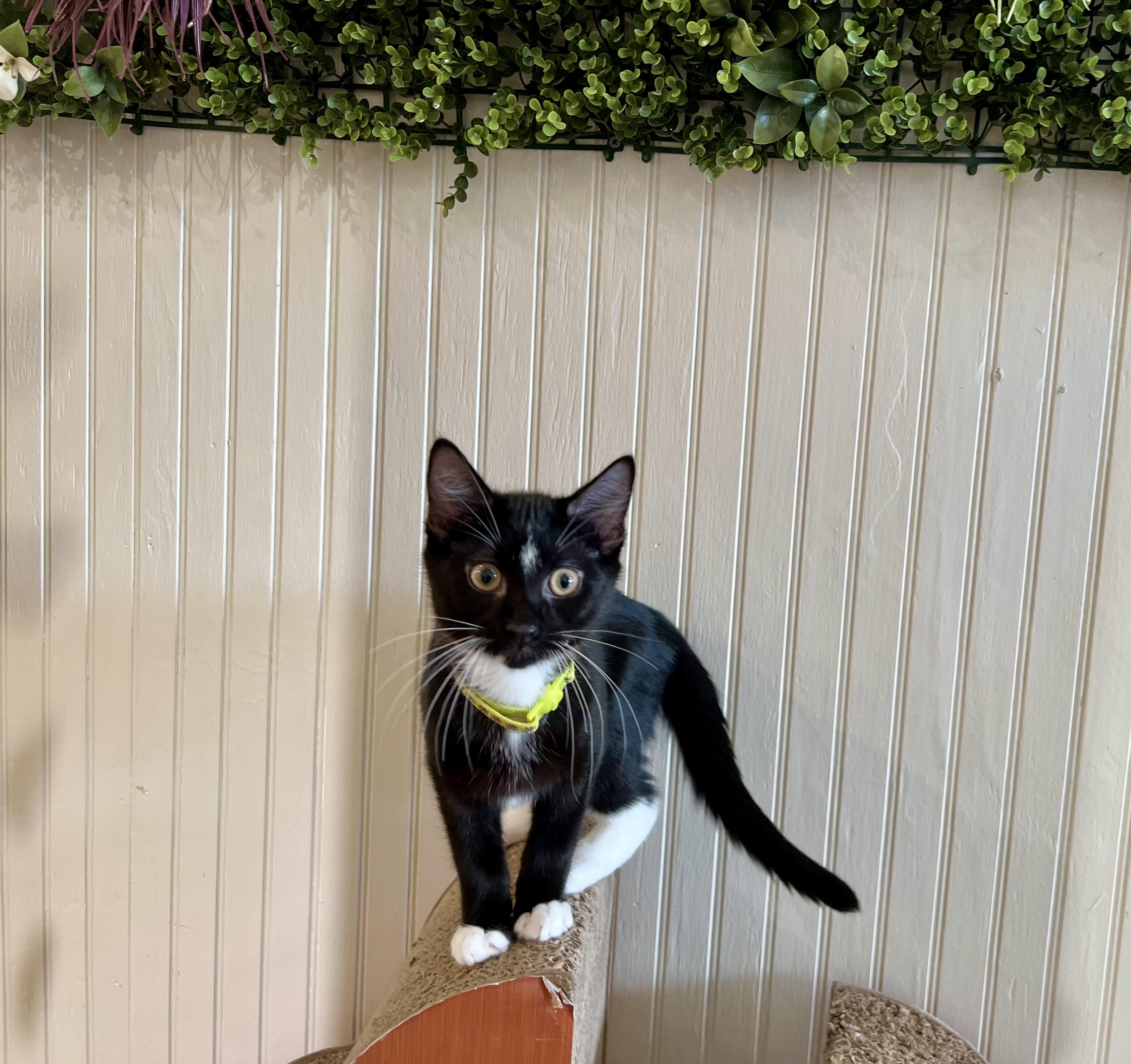 Soy, ADOPTABLE, Young Male Domestic Short Hair.