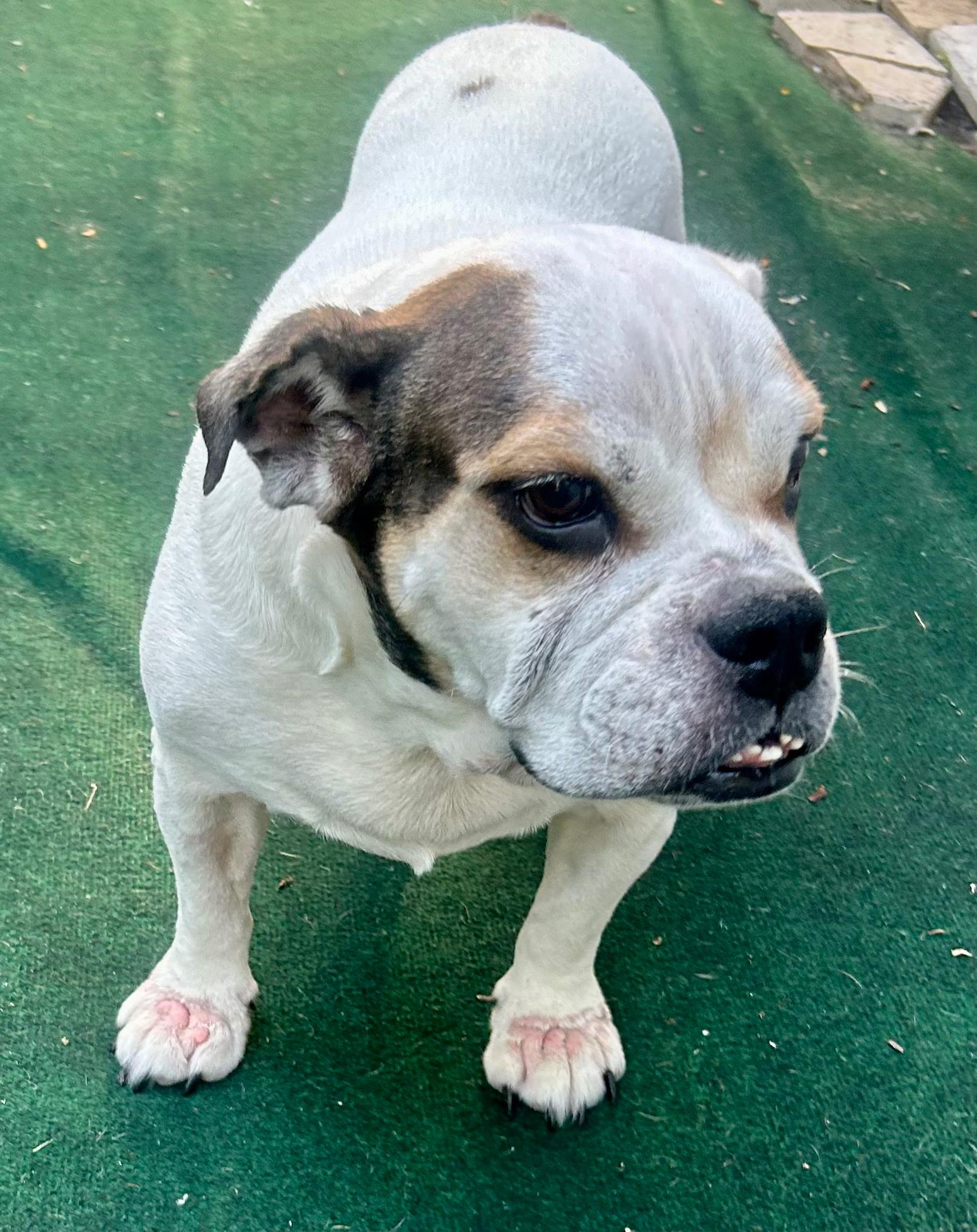 Amber, an adopted Bulldog in Lake Worth, FL image 2/5
