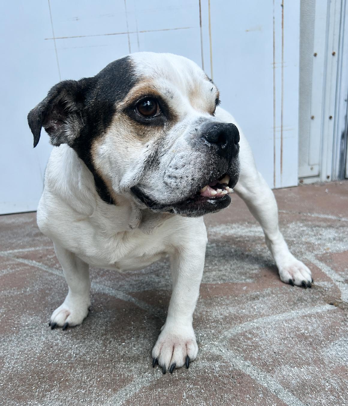 Amber, an adopted Bulldog in Lake Worth, FL image 5/5