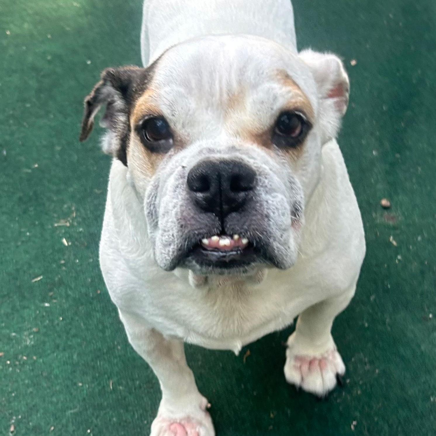 Amber, adopted, Adult Female Bulldog.