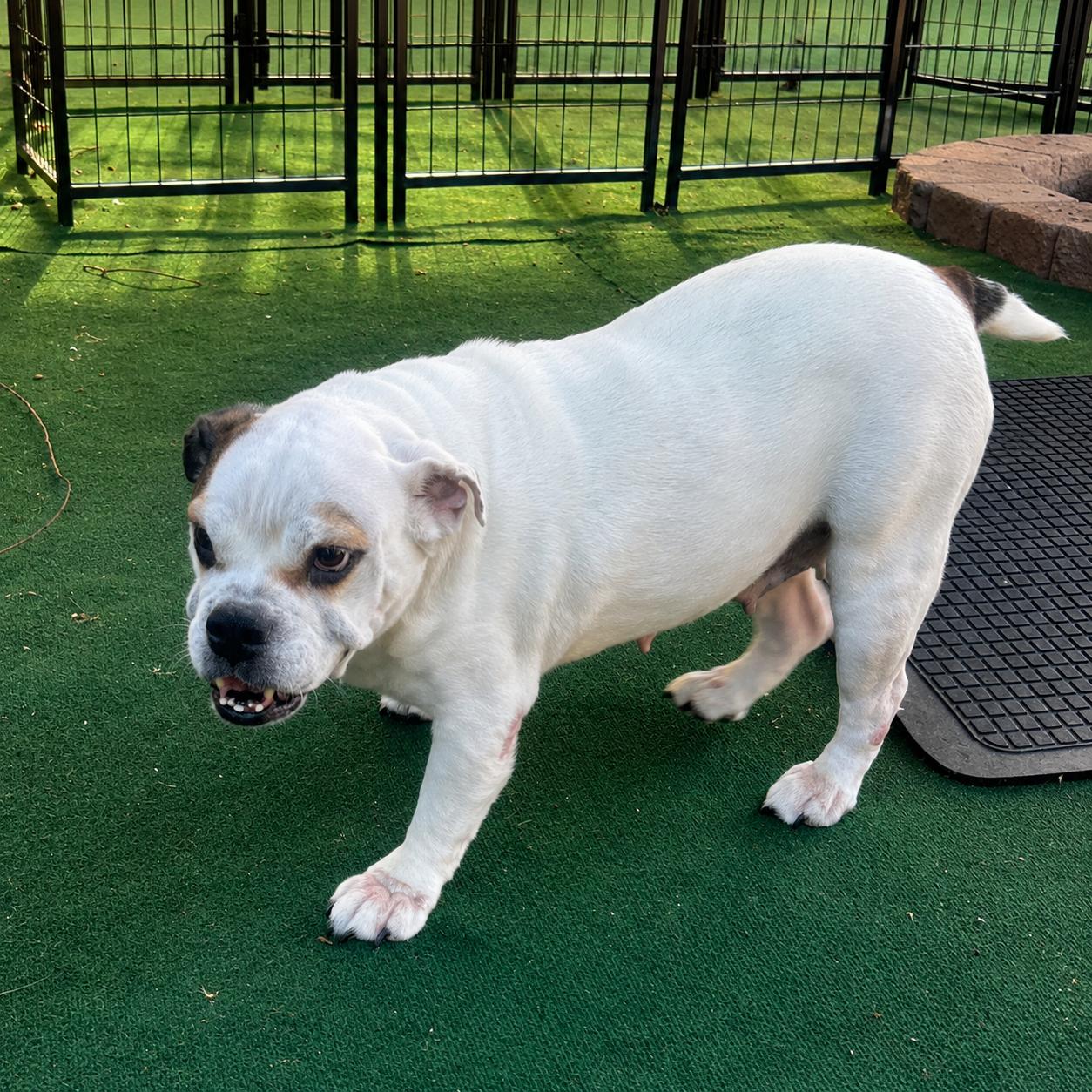 Amber, an adopted Bulldog in Lake Worth, FL image 3/5