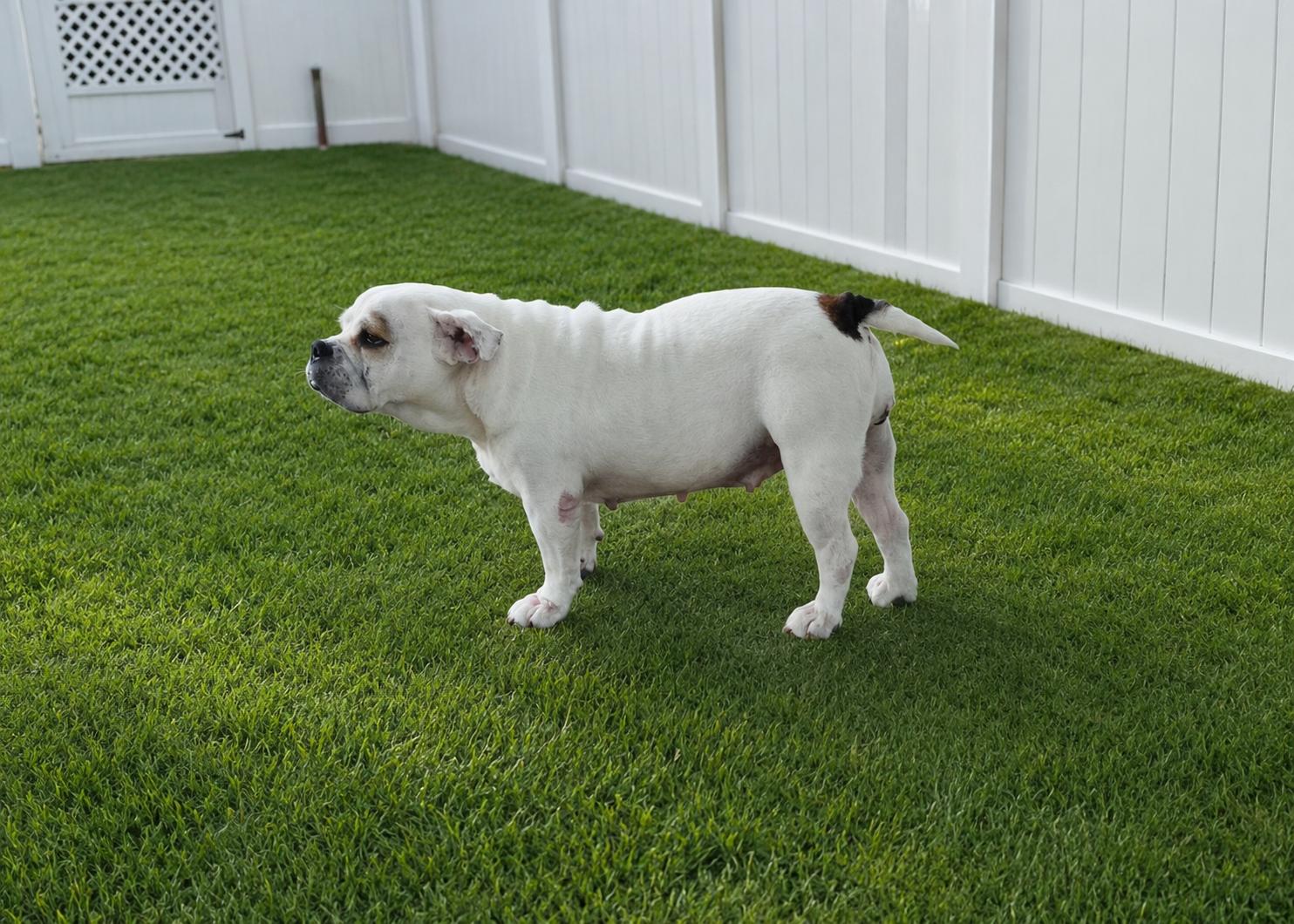 Amber, an adopted Bulldog in Lake Worth, FL image 4/5