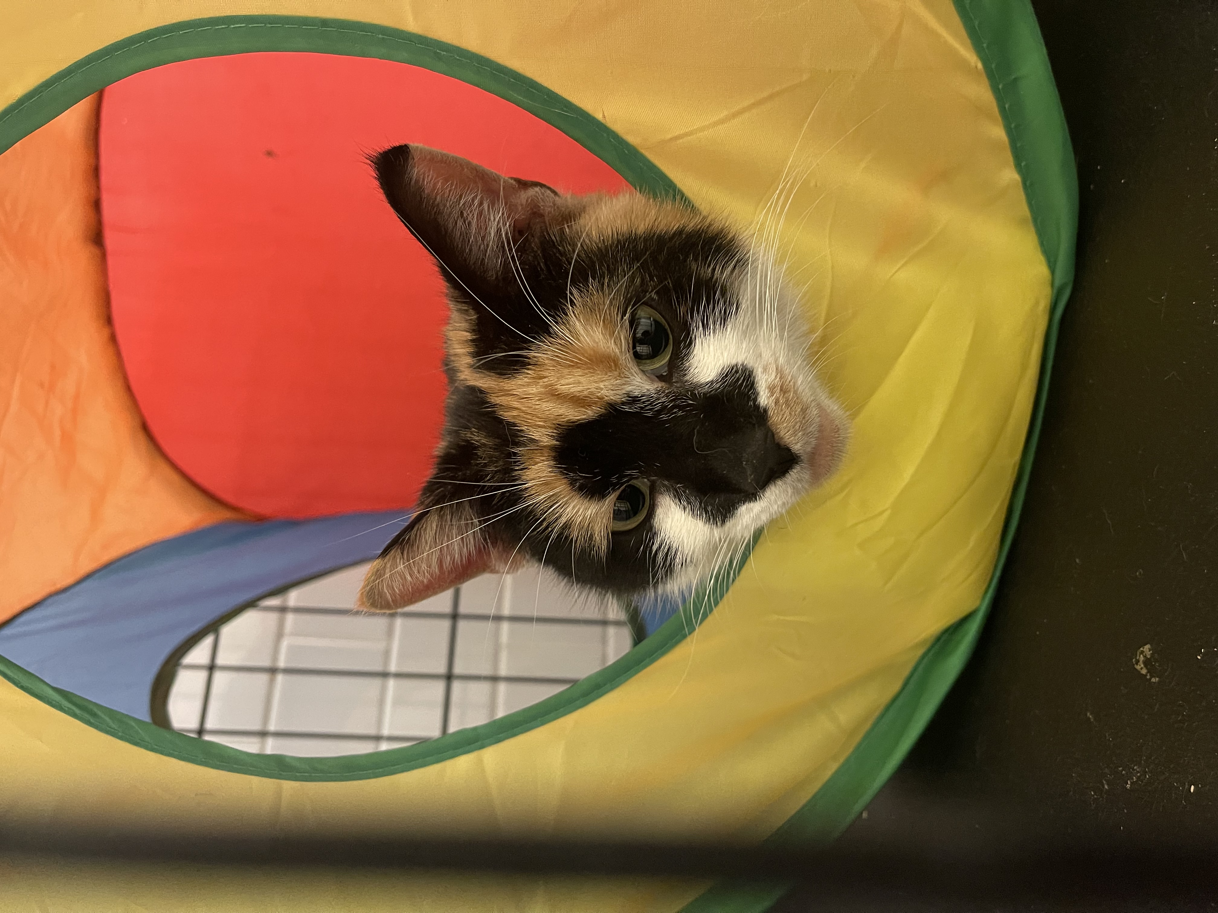 Enlarge Celeste, a Adopted Domestic Short Hair in Brooklyn, NY image 4/5