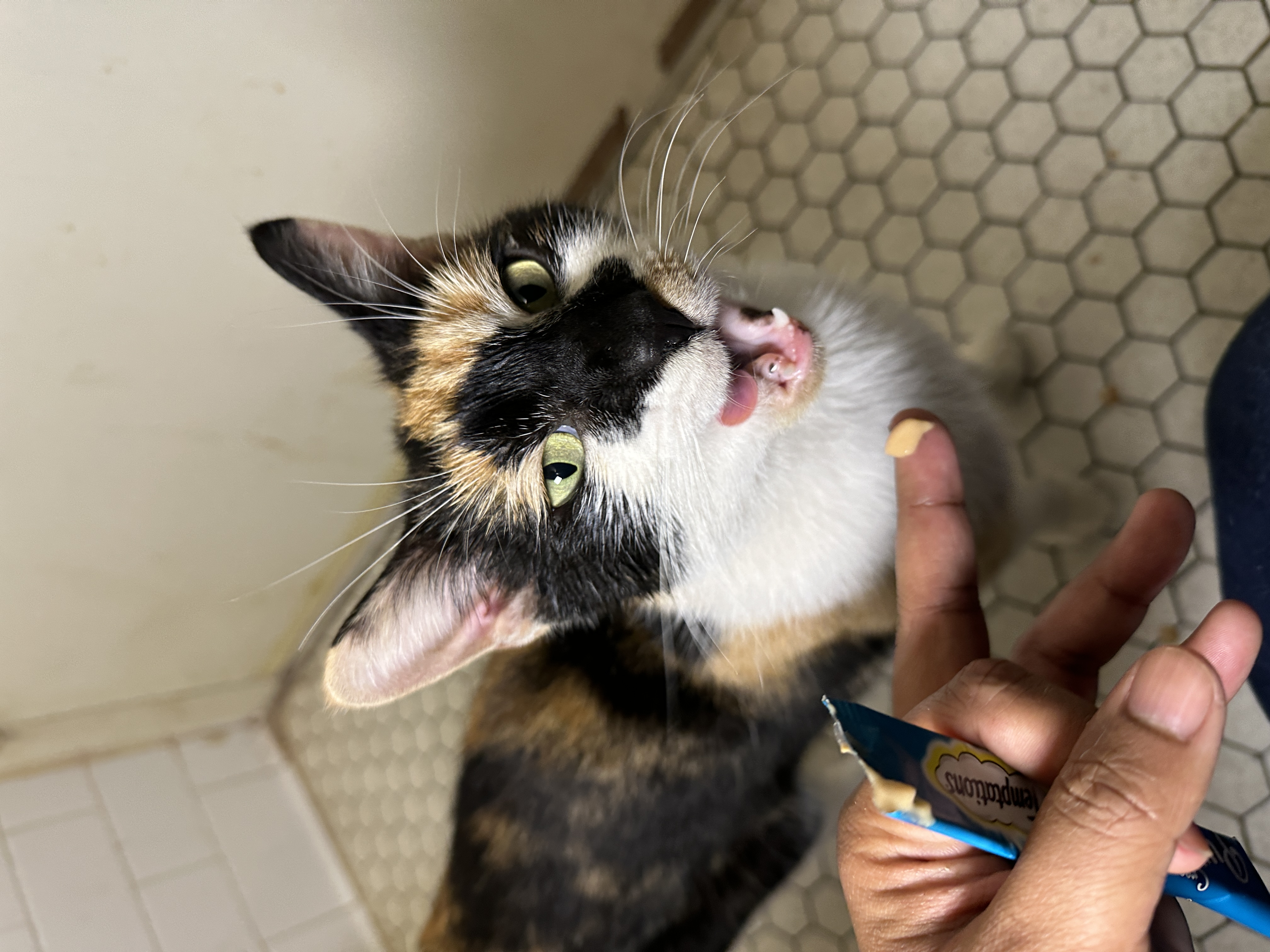 Enlarge Celeste, a Adopted Domestic Short Hair in Brooklyn, NY image 1/5