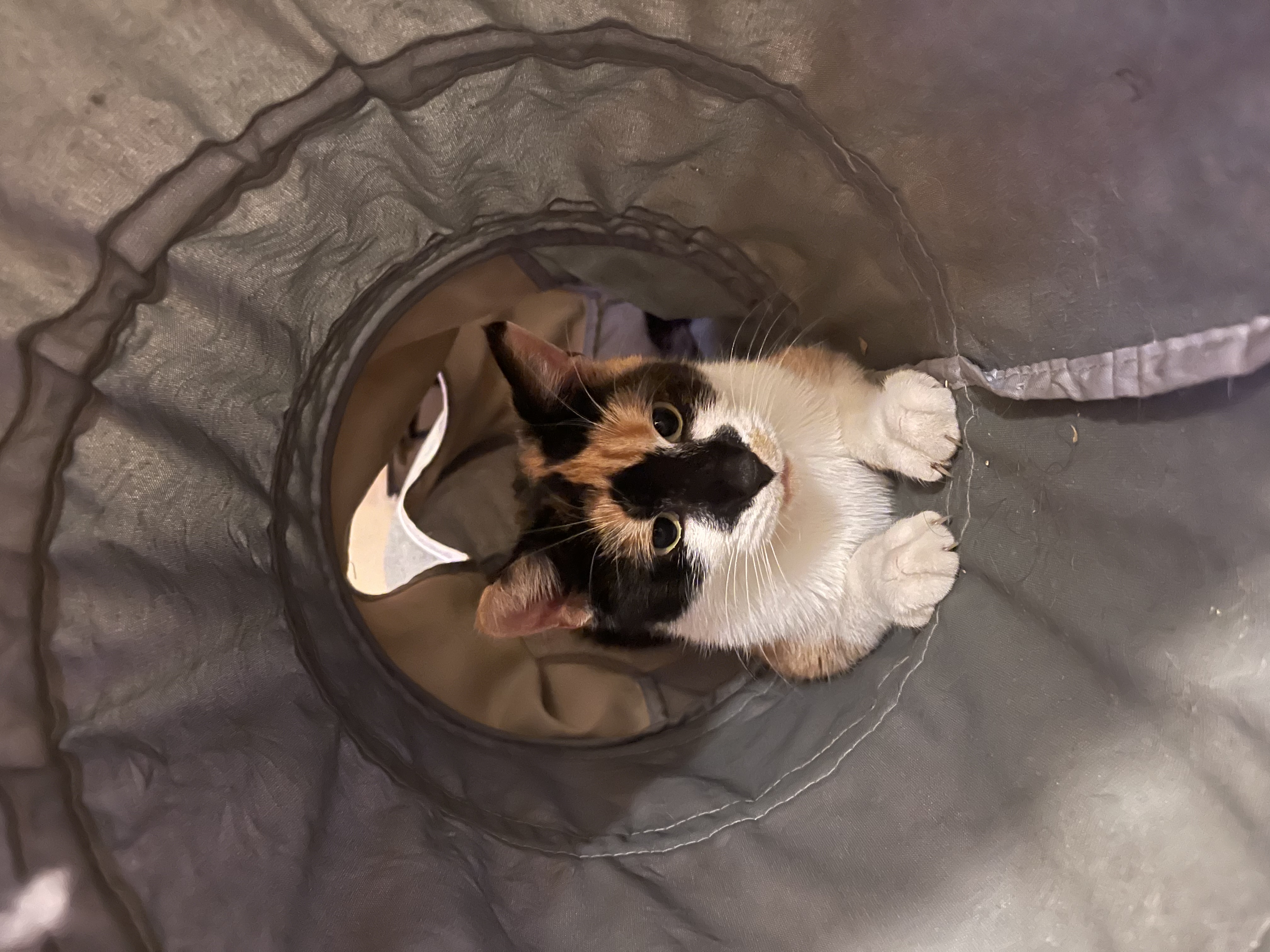 Enlarge Celeste, a Adopted Domestic Short Hair in Brooklyn, NY image 3/5