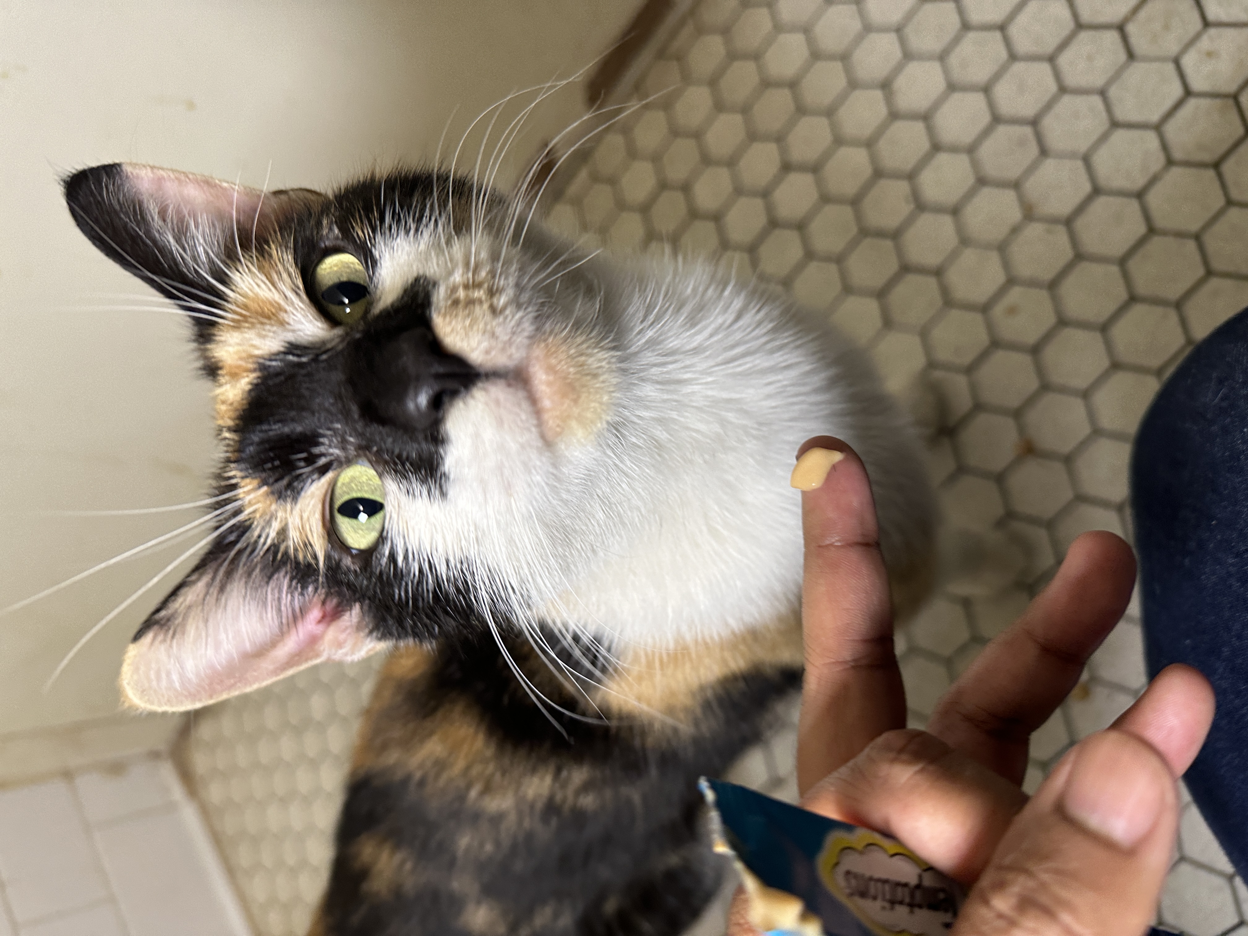 Enlarge Celeste, a Adopted Domestic Short Hair in Brooklyn, NY image 2/5