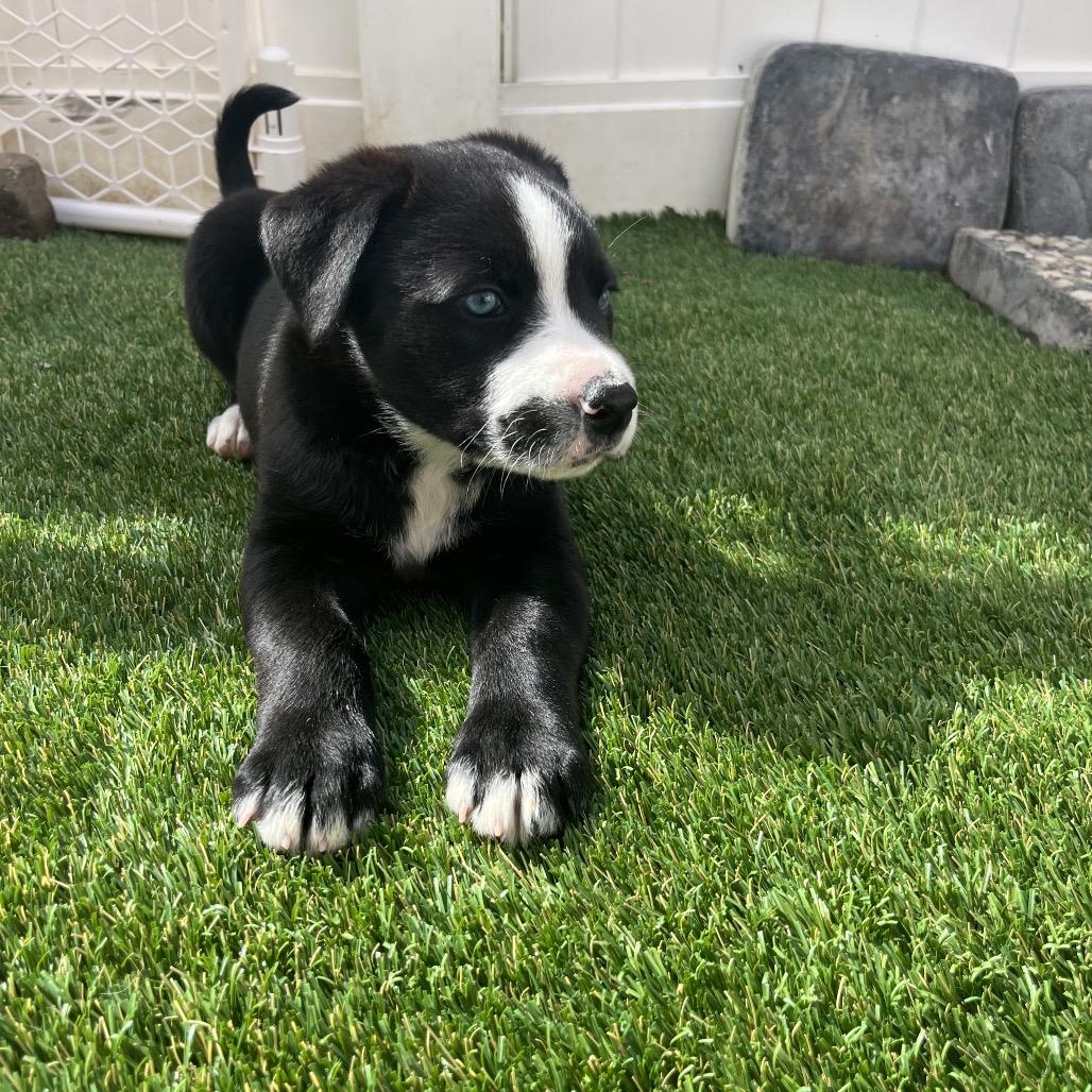 Enlarge Riley, a Adoptable mixed breed in San Diego, CA image 1/6