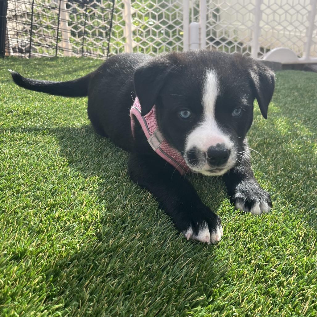 Enlarge Riley, a Adoptable mixed breed in San Diego, CA image 2/6