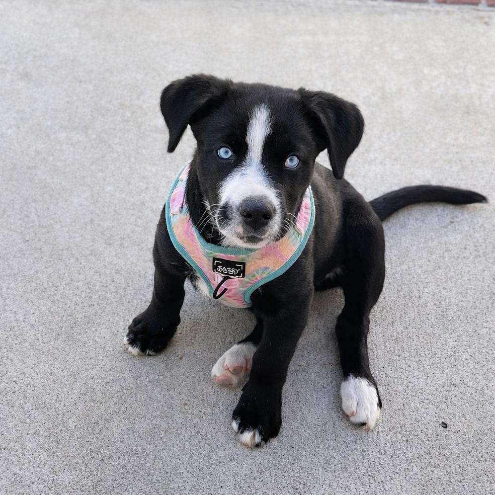 Enlarge Riley, a Adoptable mixed breed in San Diego, CA image 3/6