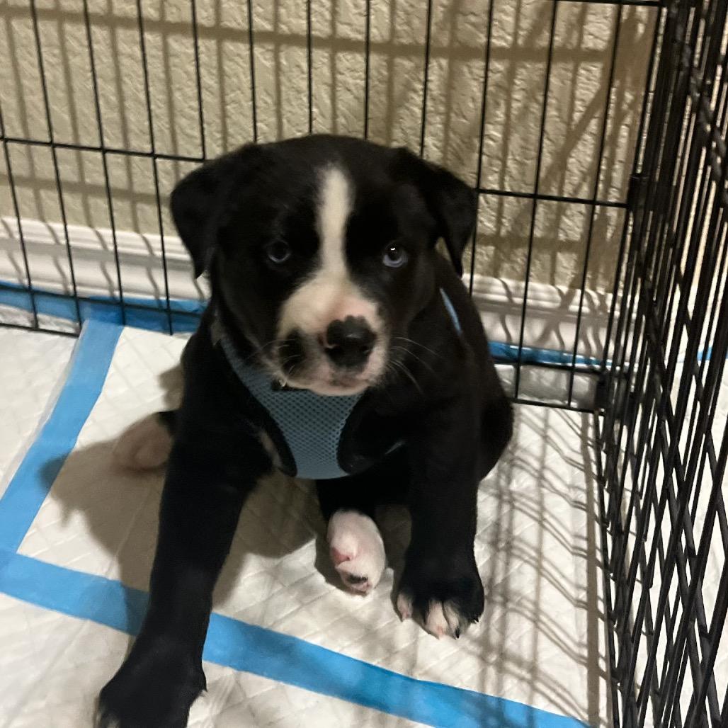 Enlarge Riley, a Adoptable mixed breed in San Diego, CA image 4/6