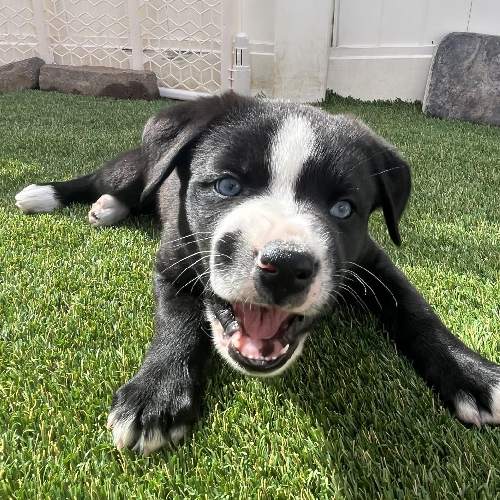 Enlarge Riley, a Adoptable mixed breed in San Diego, CA image 5/6