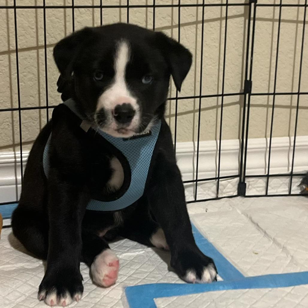 Enlarge Riley, a Adoptable mixed breed in San Diego, CA image 6/6