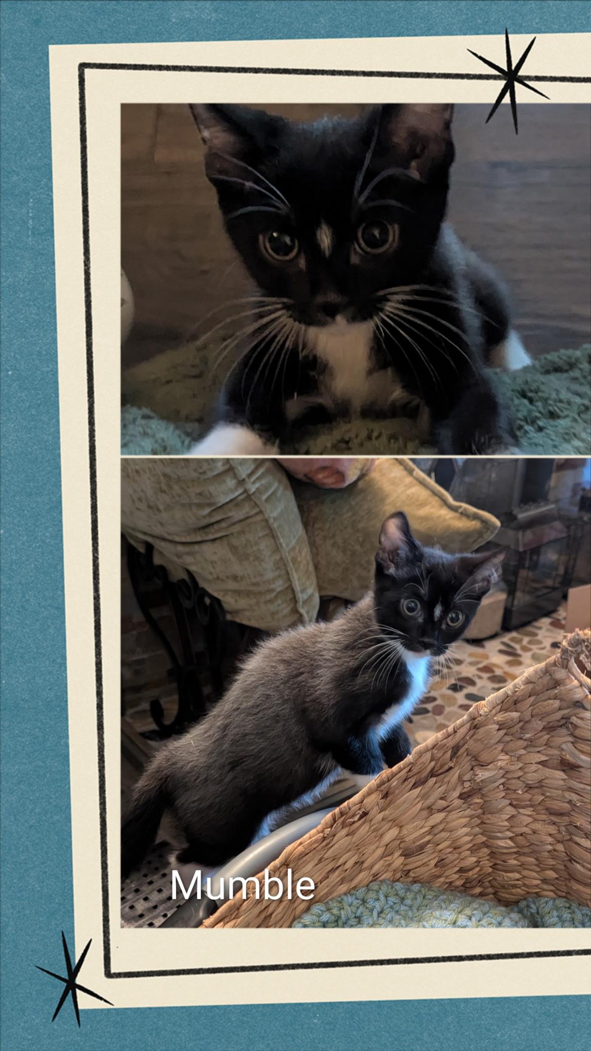 Enlarge Mumbles, an adopted Tuxedo in Oakley, CA image 1/1