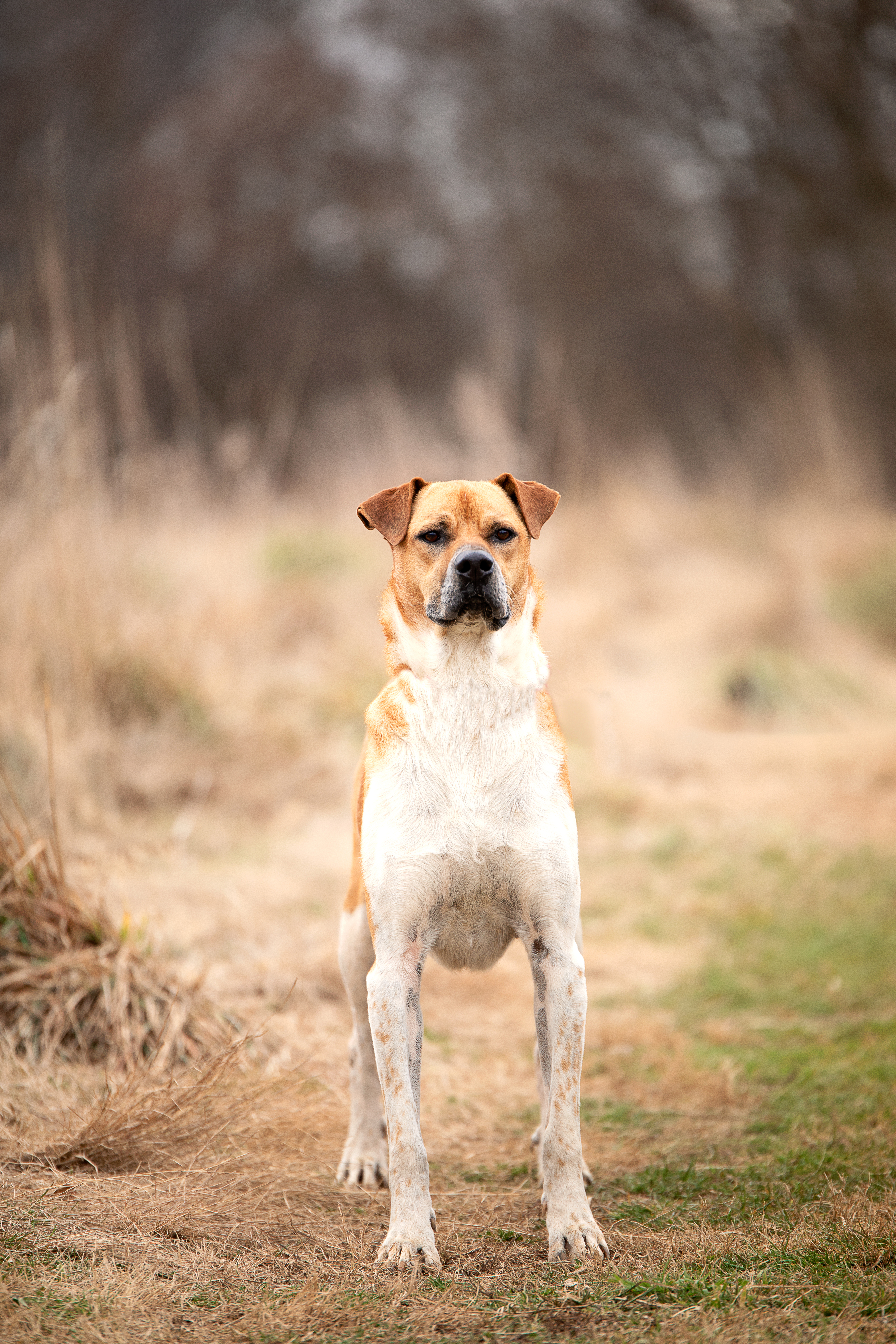 Baltz, a Adoptable Mixed Breed in Gaithersburg, MD image 1/6