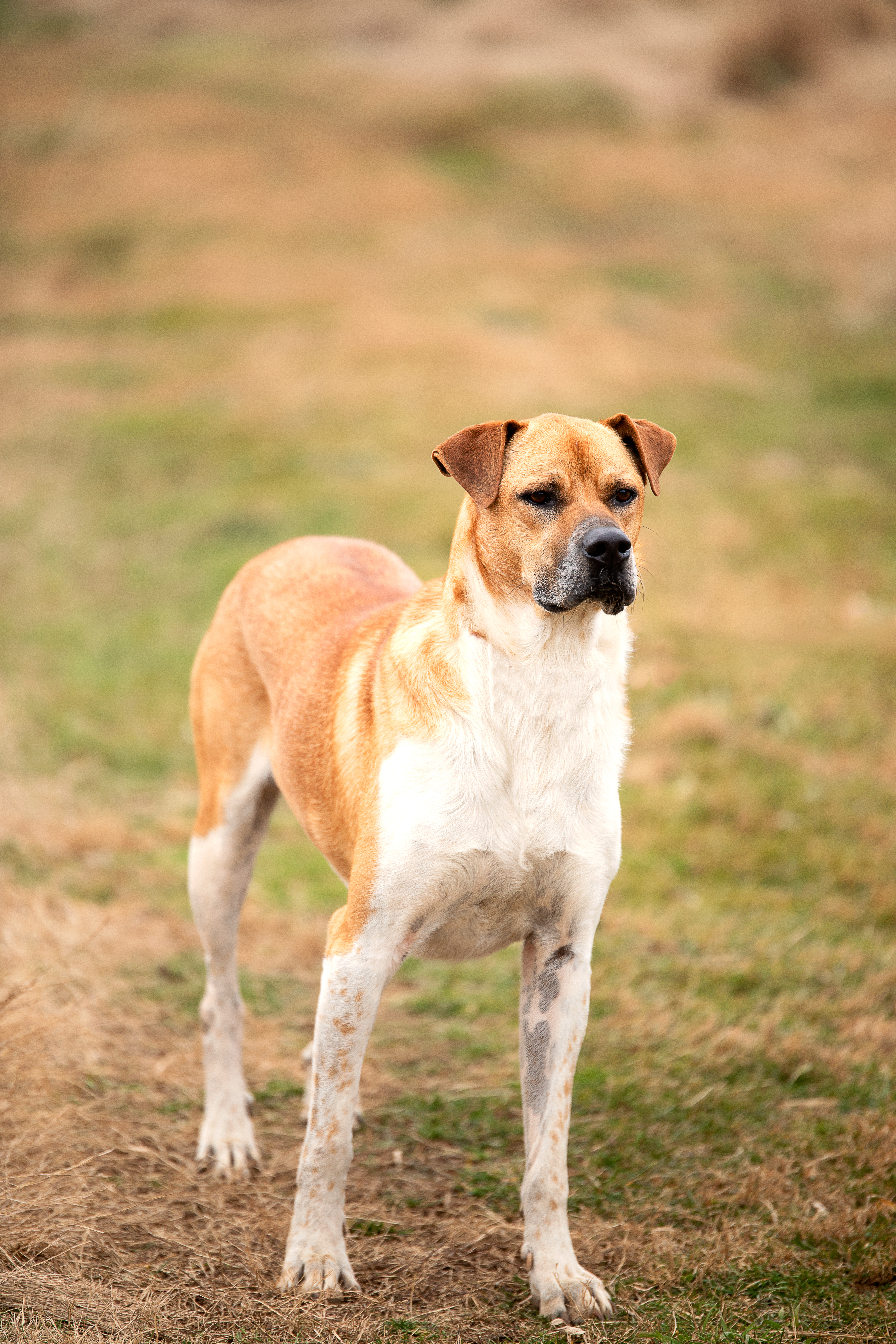 Baltz, a Adoptable Mixed Breed in Gaithersburg, MD image 2/6