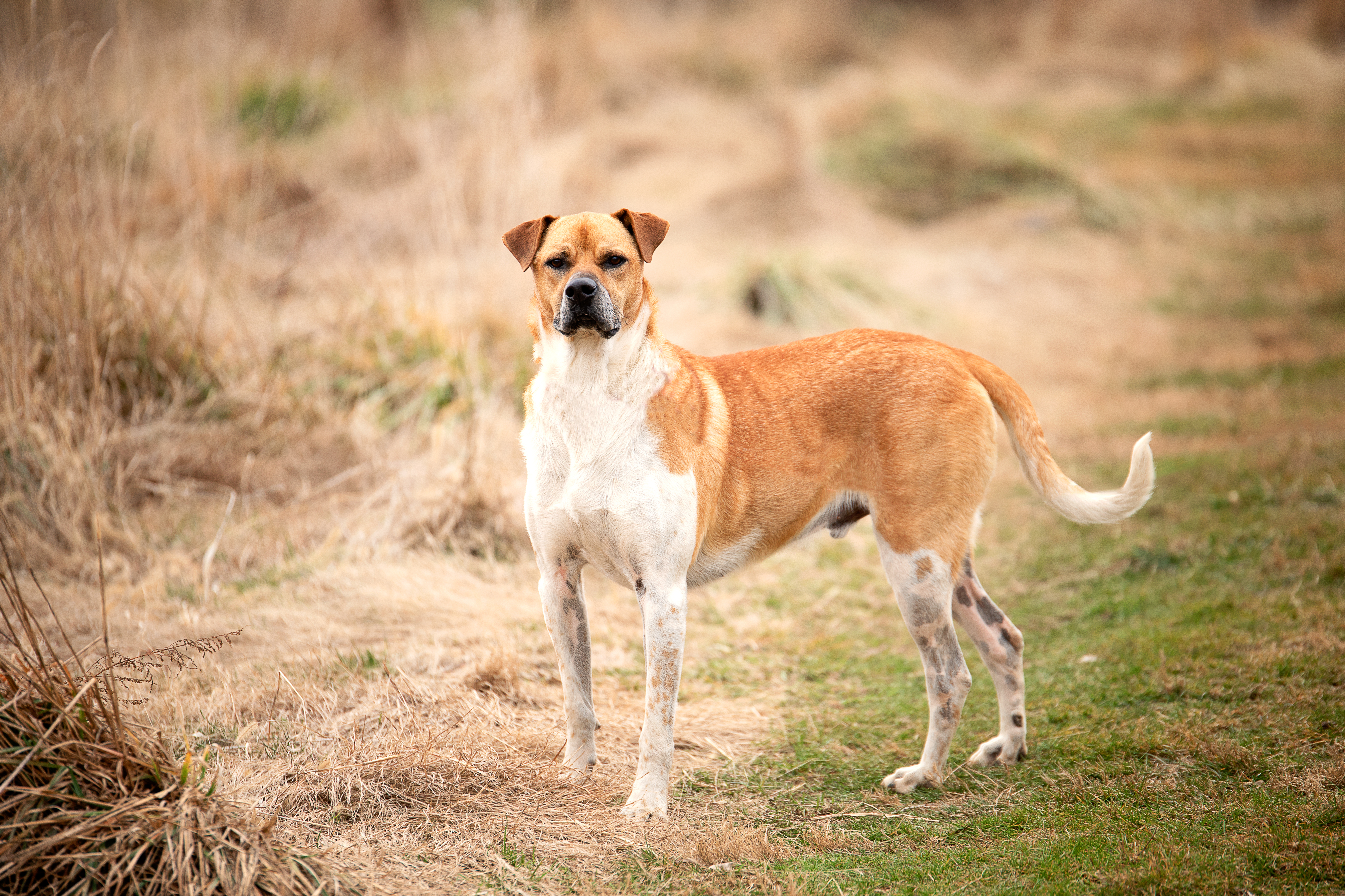 Baltz, a Adoptable Mixed Breed in Gaithersburg, MD image 3/6